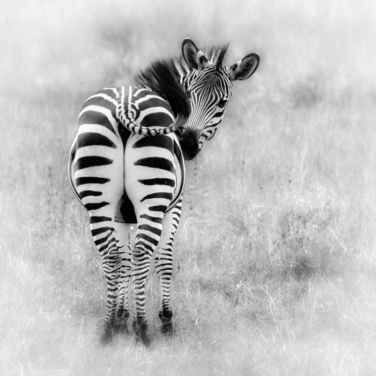 Dieses schwarz/weiß Foto zeigt ein Zebras von hinten, das frech nach hinten blickt und mit dem Schwanz wedelt