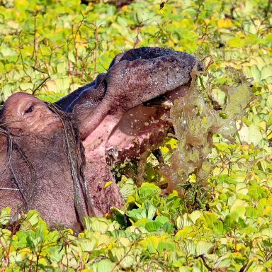 Safari durch den Mikumi Nationalpark, Tansania