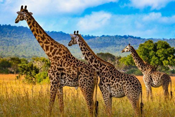 Safari durch den Mikumi Nationalpark, Tansania