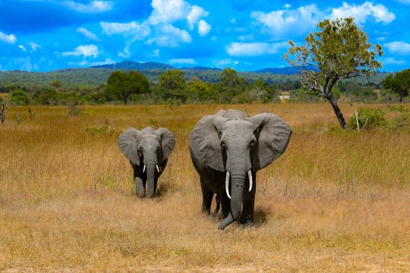 Safari durch den Mikumi Nationalpark, Tansania