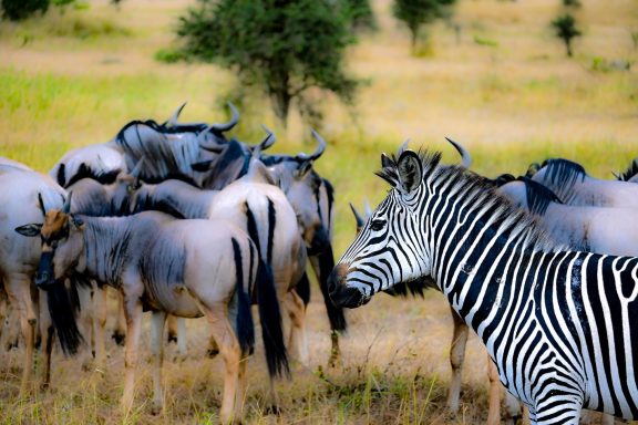 Safari durch den Mikumi Nationalpark, Tansania