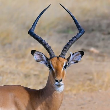 Safari durch den Mikumi Nationalpark, Tansania