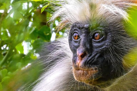 Safari durch den Mikumi Nationalpark, Tansania