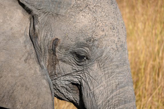 Safari durch den Mikumi Nationalpark, Tansania